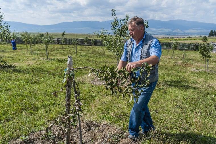 Gyümölcsösben tett kárt egy medve Csíkszépvíz közelében