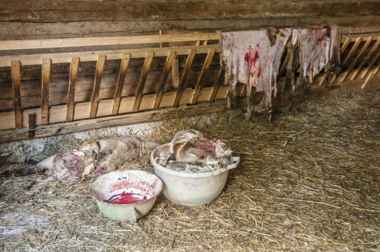 Tucatnyi háziállatot ölt meg a medve Gyergyószentmiklós környékén