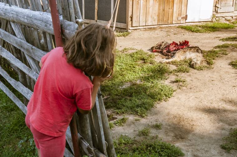 Újra lecsapott Csíkban a kutyagyilkos medve