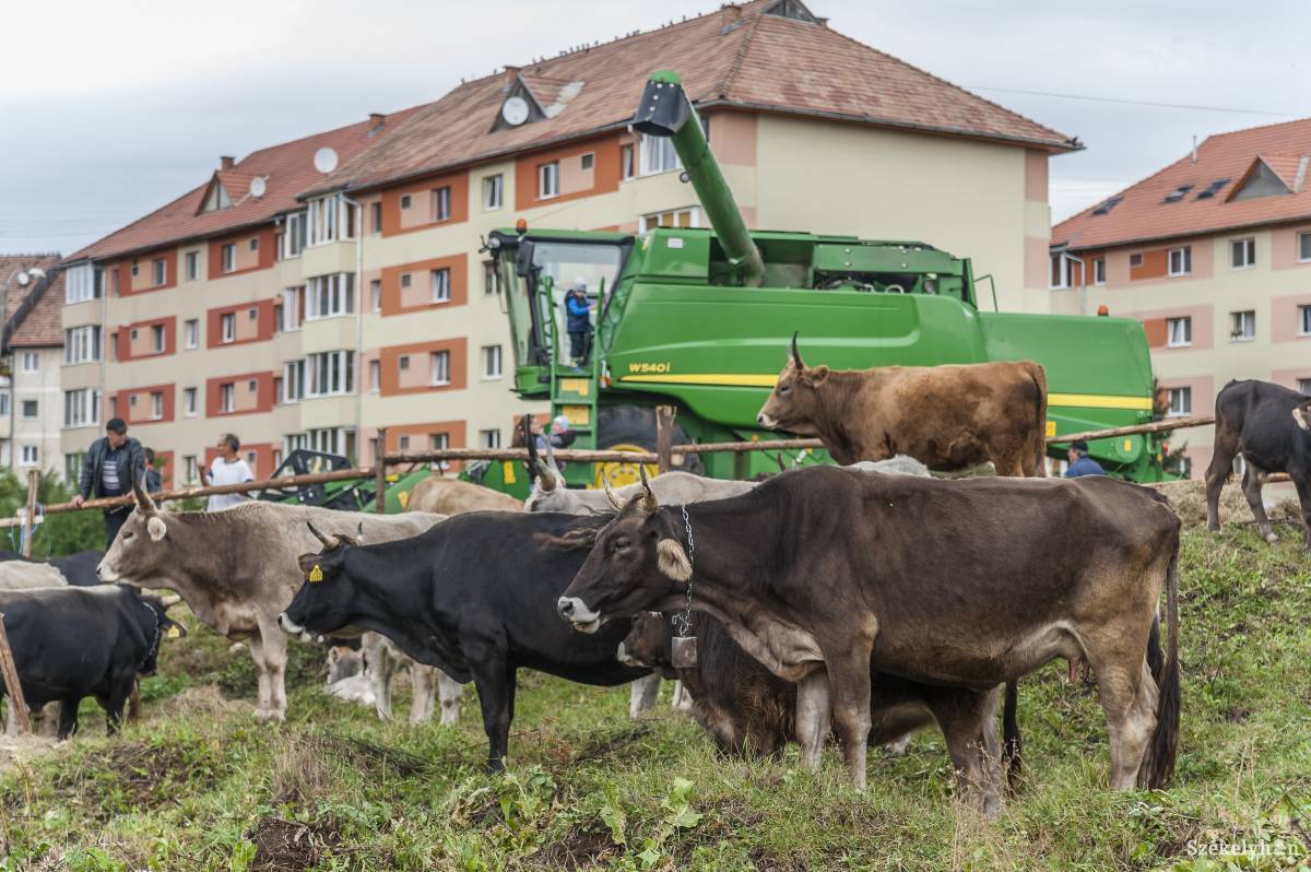 •  Fotó: Veres Nándor