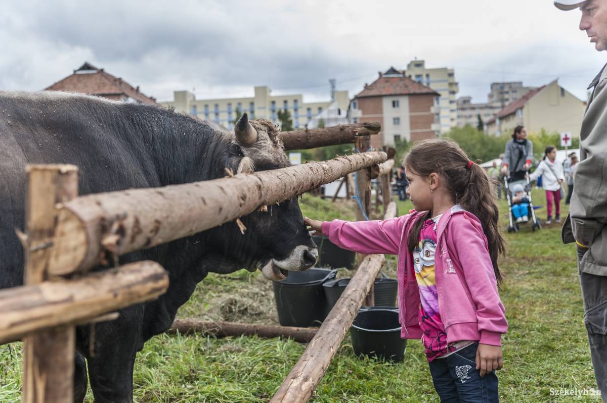 •  Fotó: Veres Nándor