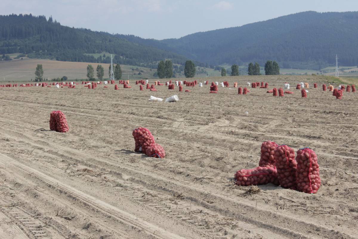 &bullet;  Fotó: Szabó Zsolt