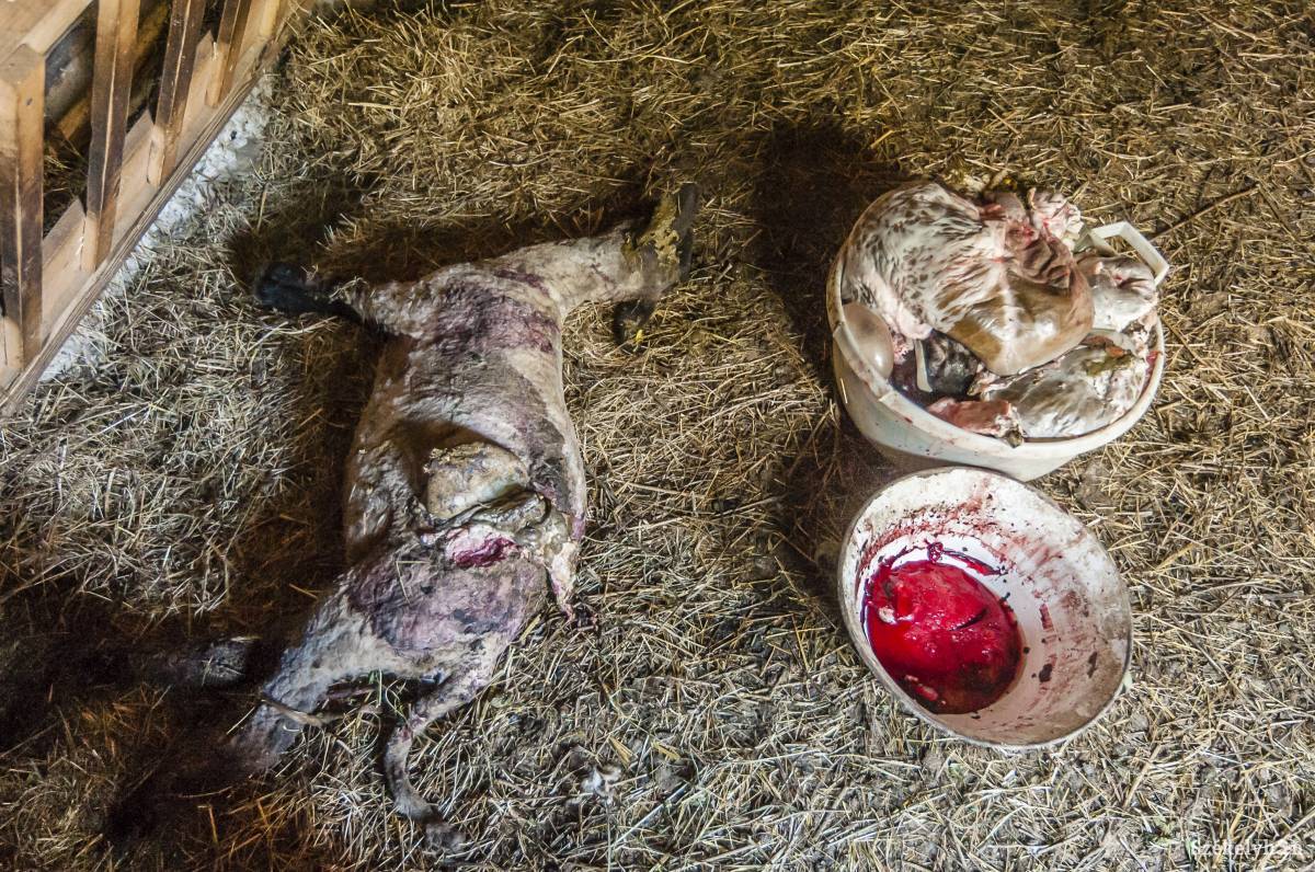 &bullet;  Fotó: Veres Nándor