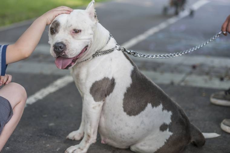 Divatos lett a „kemény kutyák” tartása