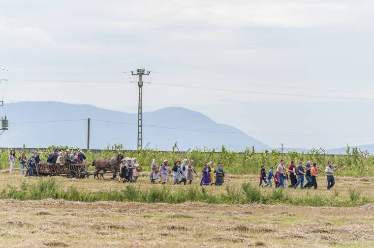 Kalákázók a szentimrei határban: bárki kipróbálhatja a gabonakaszálást, marokszedést, kötélterítést, kévekötést