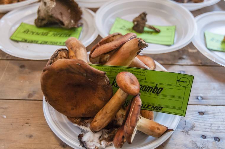 Ismeretlen gombákat is találtak a csíkkarcfalvi gombásztáborban