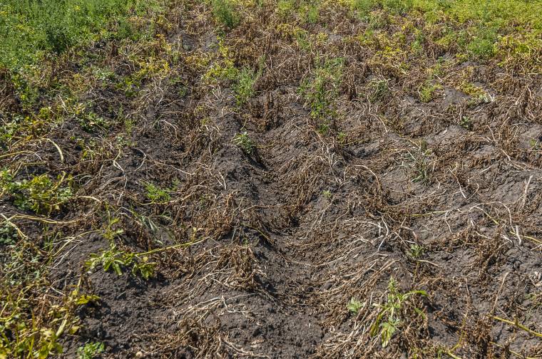 Húsz megyében több mint 100 ezer hektáron pusztított az aszály, támogatást ígér az agrártárca
