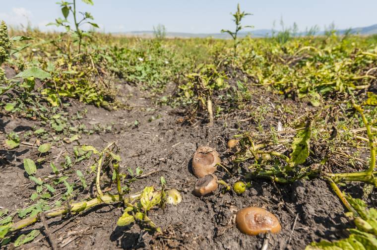 Hatalmas termőterületeket sújt a szárazság