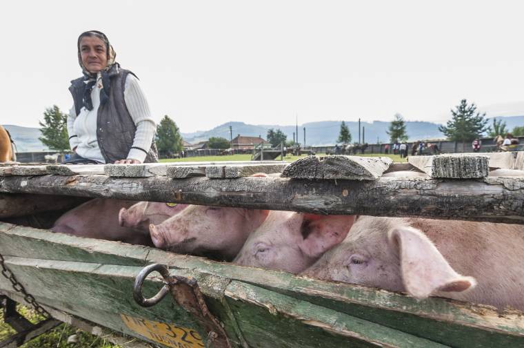 Kevés érdeklődő a kozmási állatvásáron