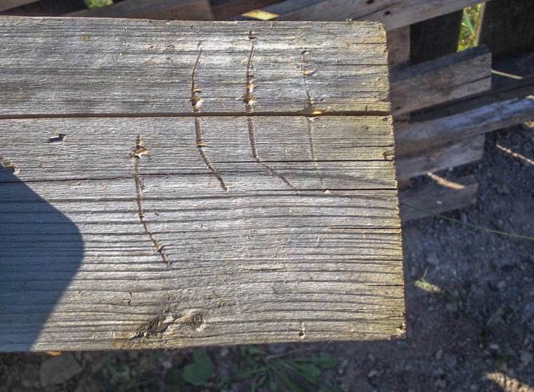 Hamarosan levadászhatják a kutyagyilkoló medvét