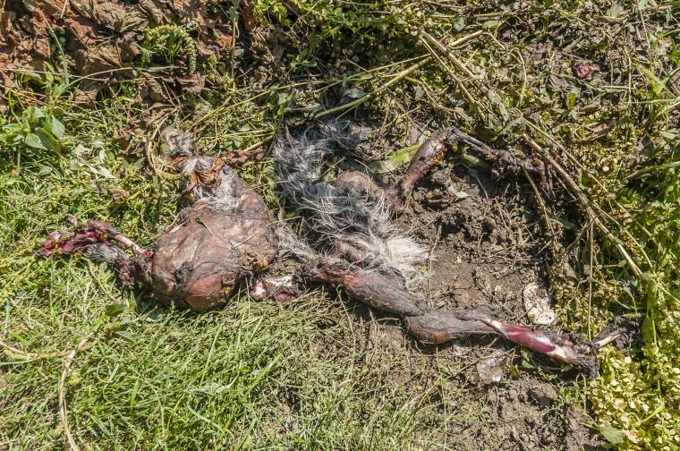 Négy kutyával végzett a medve Fitódon