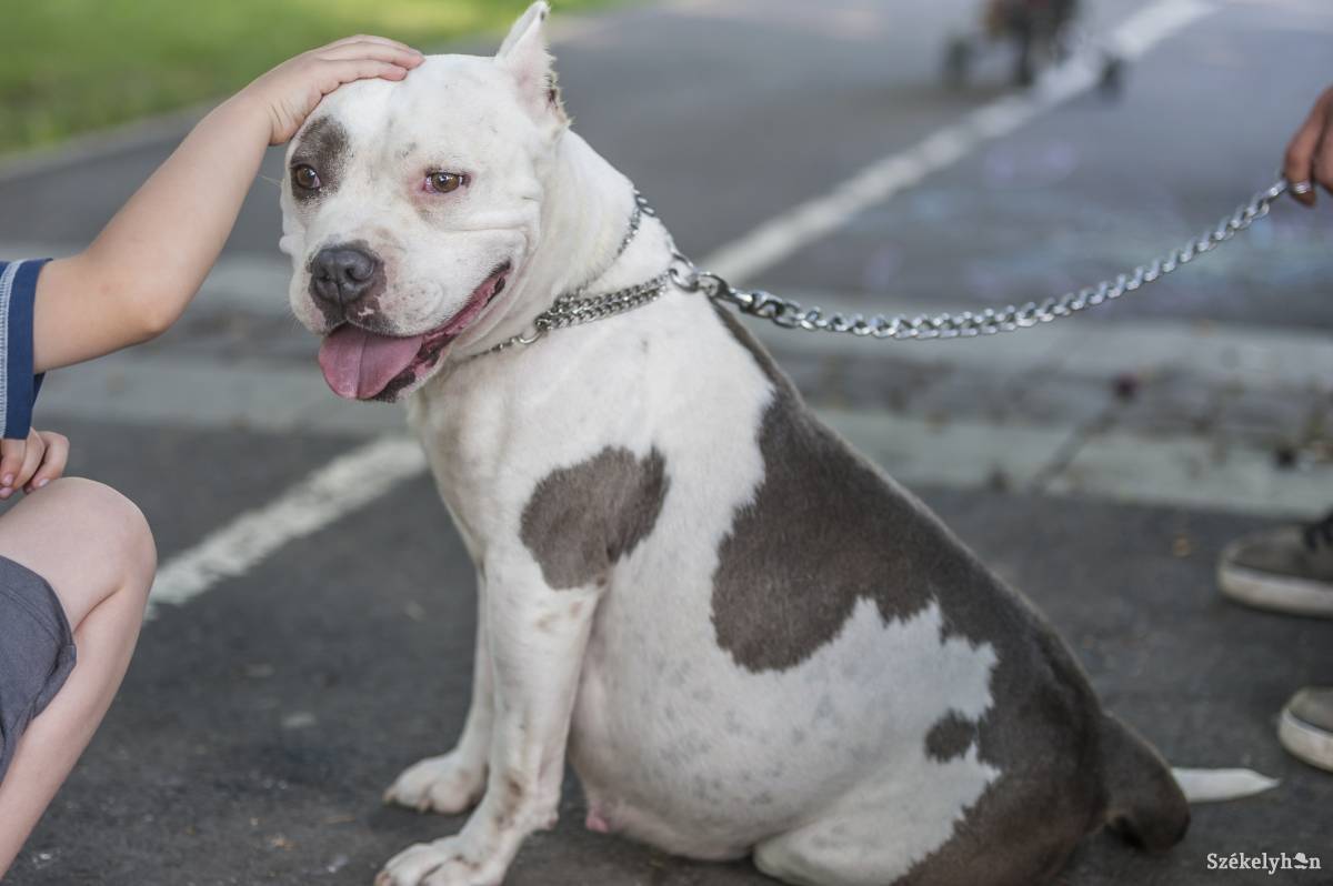 • Fotó: Veres Nándor