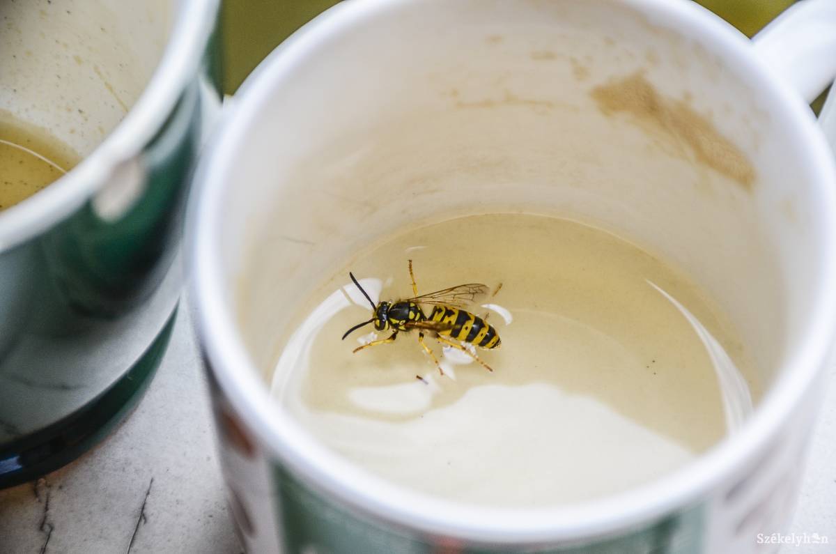 &bullet;  Fotó: Gecse Noémi