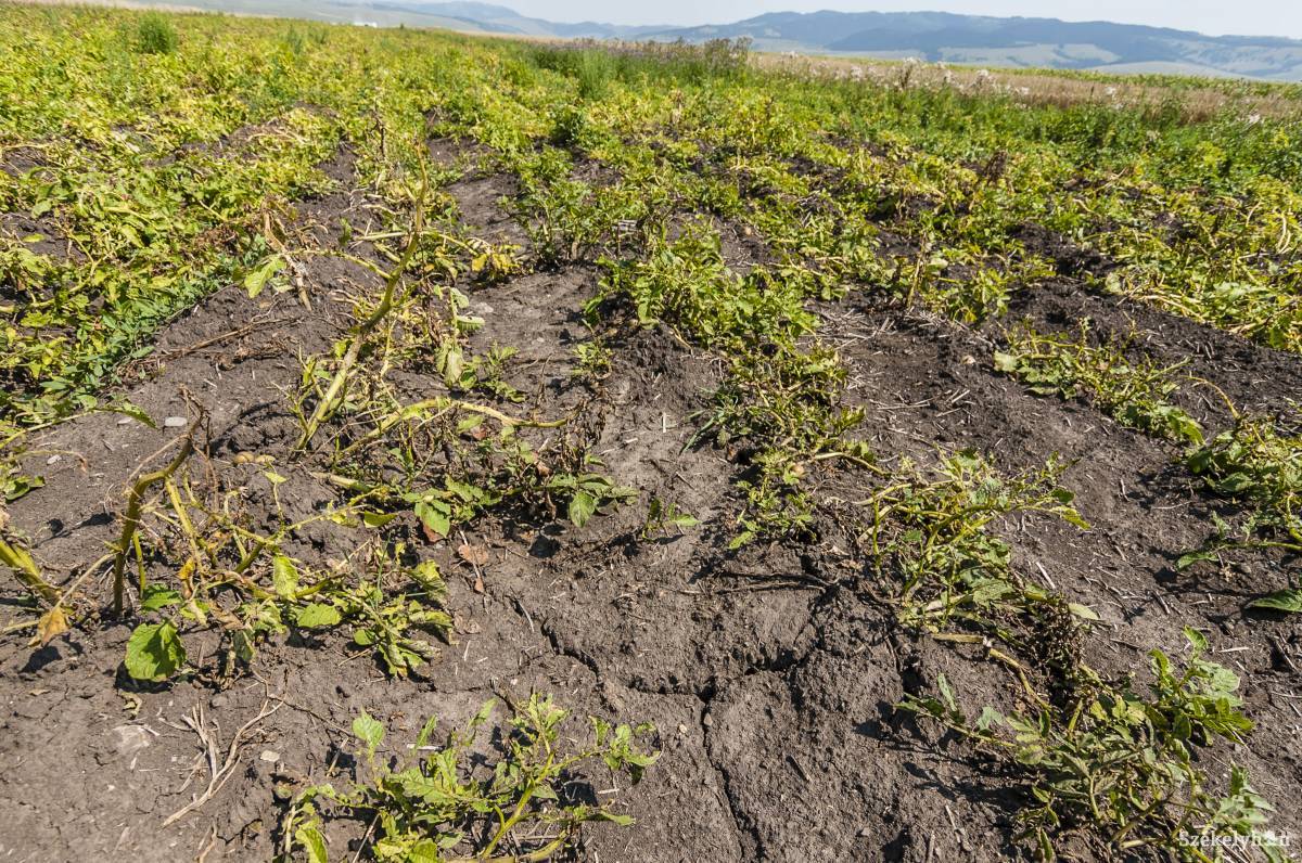 &bullet;  Fotó: Veres Nándor