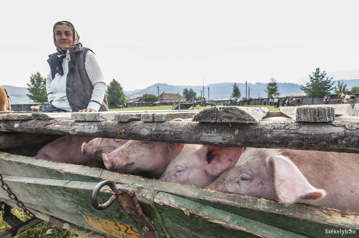 •  Fotó: Veres Nándor
