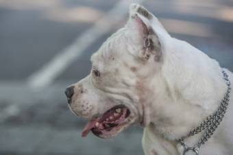 Harci kutya támadt egy gyerekre Hunyad megyében