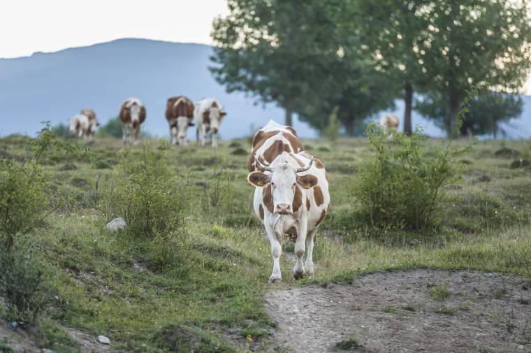 A miniszterelnöktől várnak segítséget a medvetámadásoktól rettegő háromszéki szarvasmarhatartók