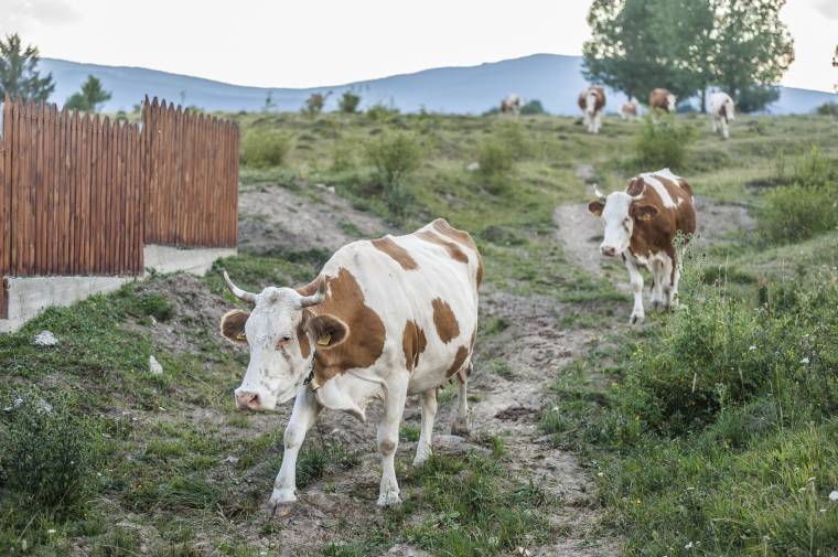 A hegyvidéki mezőgazdaság alapját a szarvasmarhatartás képezi