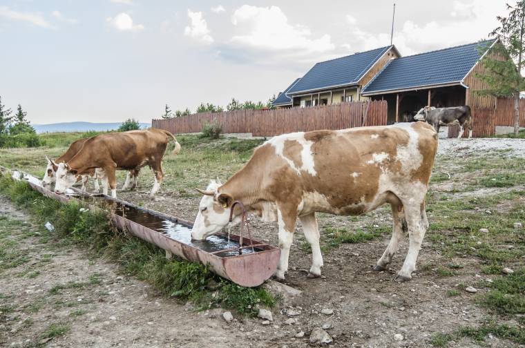 Figyelni kell az állatok vízellátására