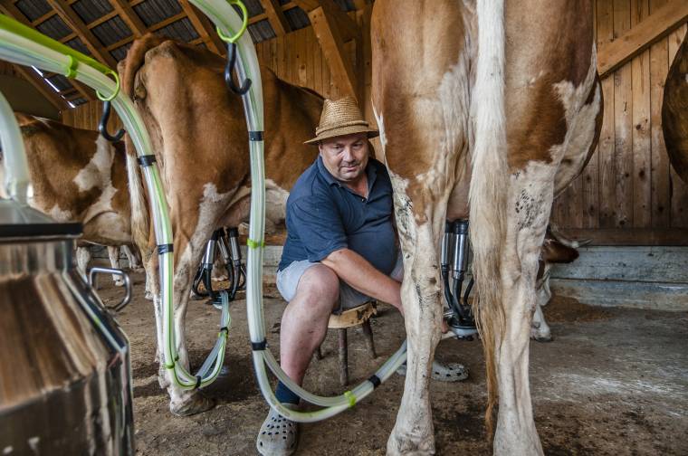 Kevés a tehén a rákosi fejőházban