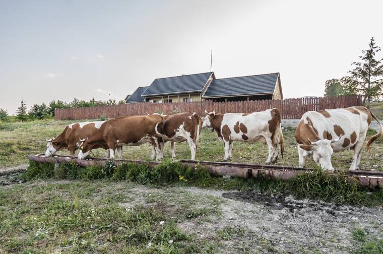 Háromszorosára nő a szarvasmarhatartóknak járó támogatás