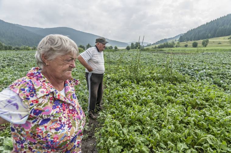 A jégverés nem állja újtát a káposztavásárnak