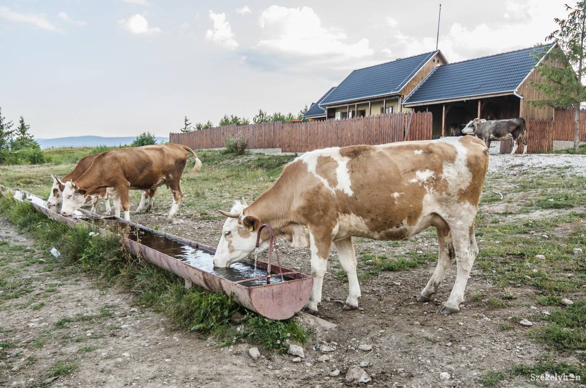 &bullet;  Fotó: Veres Nándor