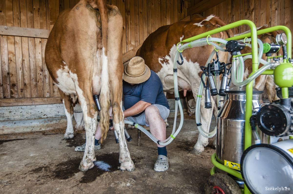 Állatonként 73 eurós támogatásra számíthatnak az igénylési kritériumoknak megfelelő tejtermelő gazdák. Év végéig megkapják a pénzt. Képünk illusztráció •  Fotó: Veres Nándor