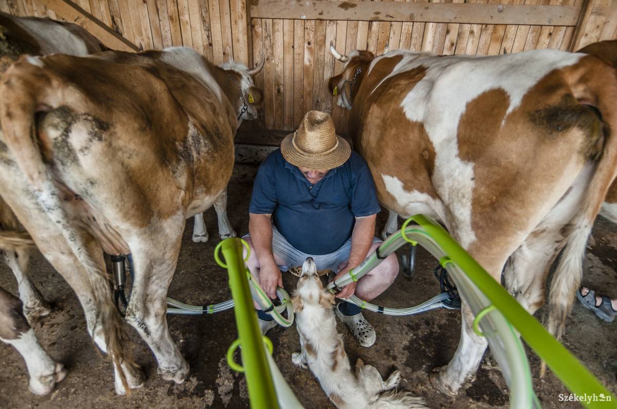 7,6 millió euró értékű támogatást igényeltek az állattartó és zöldségtermesztő gazdák Hargita megyében. Képünk illusztráció •  Fotó: Veres Nándor