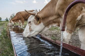 Először azok: az állatok már ihatják a Kis-Küküllő vezetékes vizét, emberek még nem