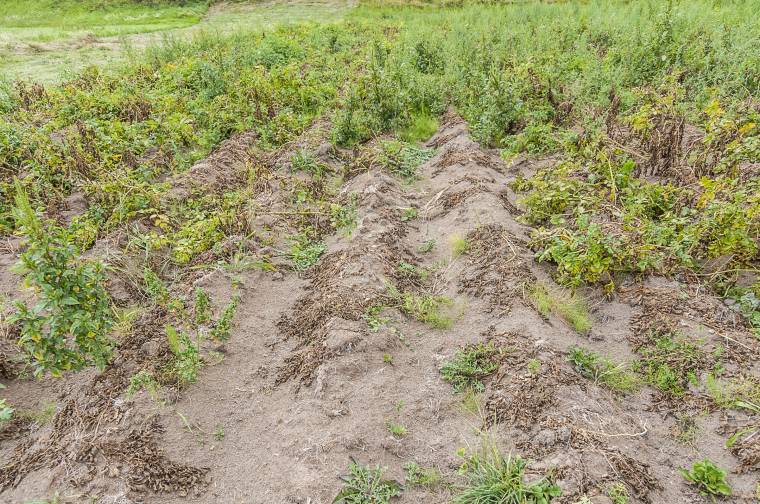 Terméskieséssel kell számolniuk a gazdáknak