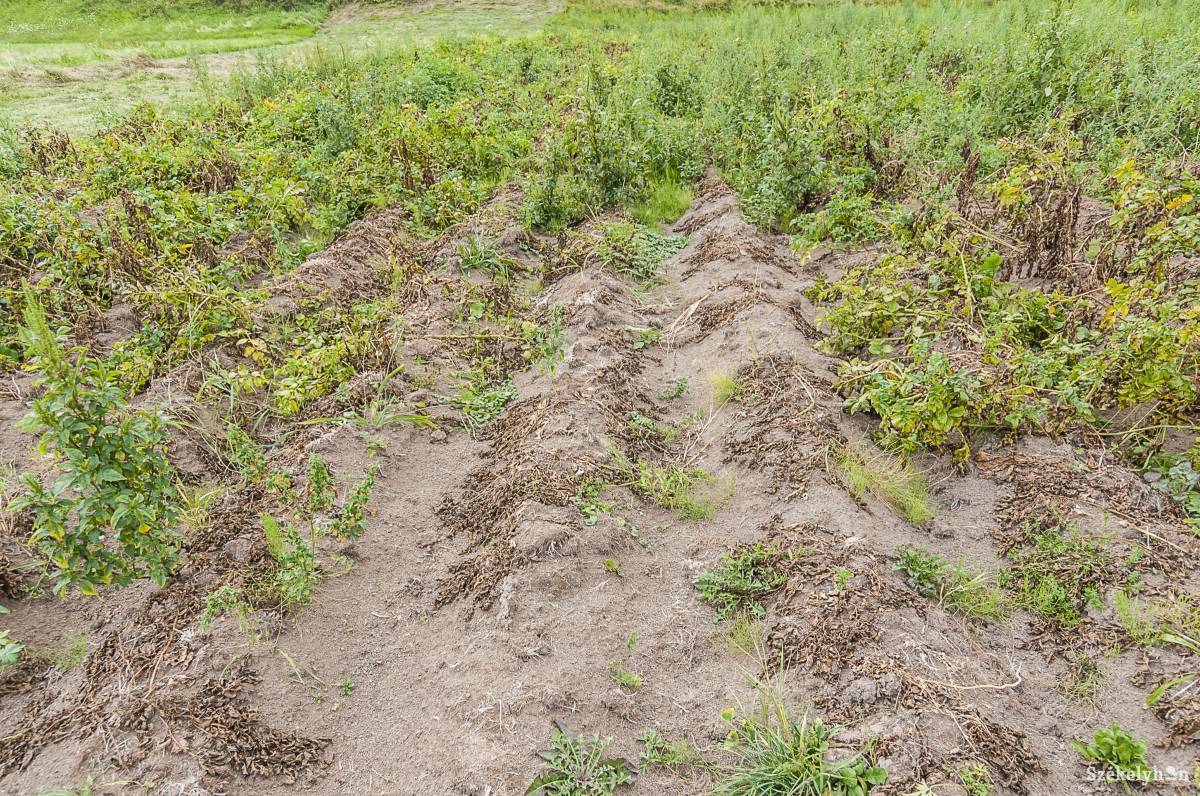 &bullet;  Fotó: Veres Nándor