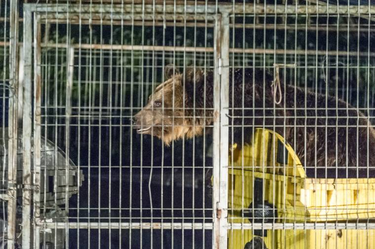 Miniszteri segítséget kértek a medvék ellen