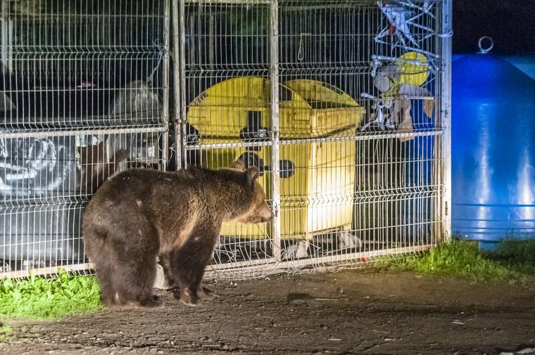 Medvebiztos szeméttárolókat szerelnek fel Tusnádfürdőn