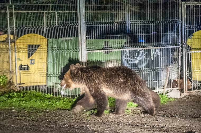 Tanácselnökök a medvék és a zöldek ellen