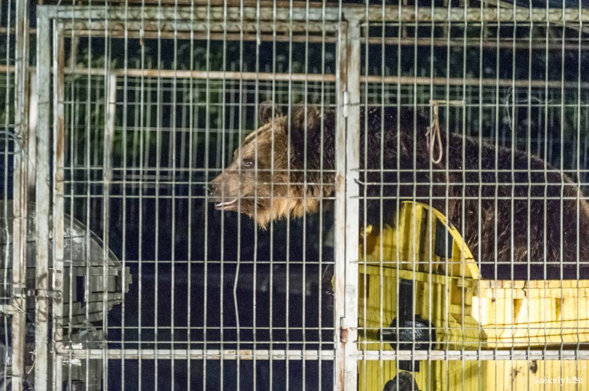 •  Fotó: Veres Nándor