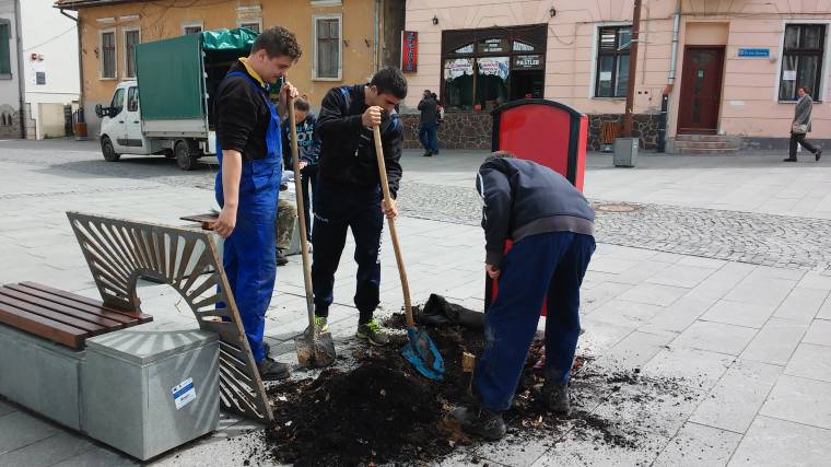 Visszaültetik a fákat a rongálók