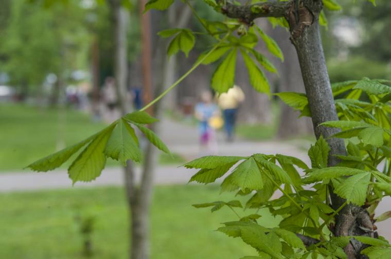 Leselkedő Lyme-kór
