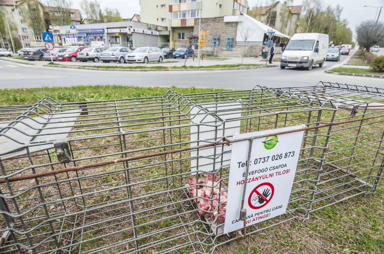 Mindössze öt kutyát fogtak be az élvefogó csapdával