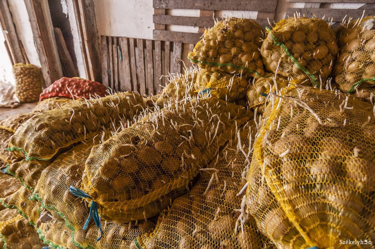 Mentőöv lehetne a chipsgyár pityókatermesztő gazdáknak •  Fotó: Veres Nándor