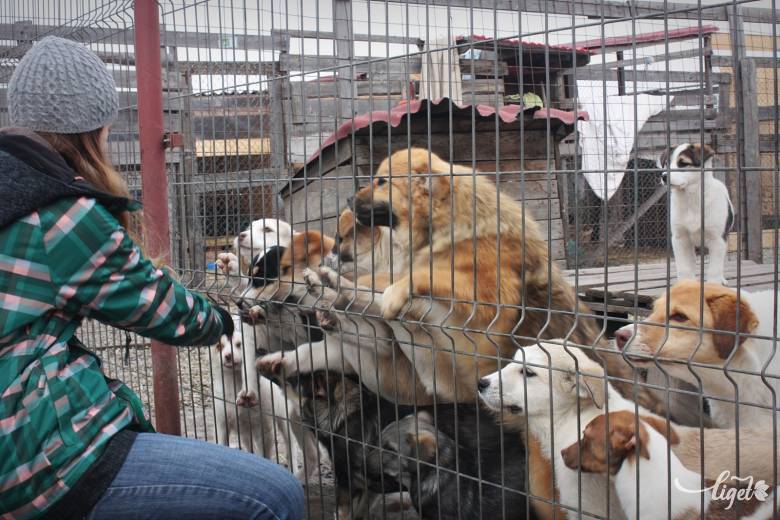 Védelembe vett ebek a Pro Animalia menhelyén •  Fotó: Pinti Attila