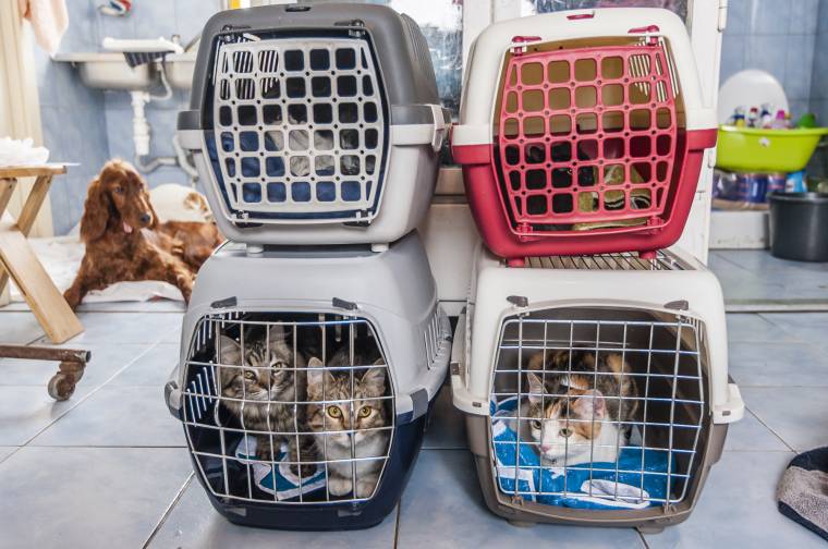 Ingyenes ivartalanítás külföldi segítséggel Sepsiszentgyörgyön