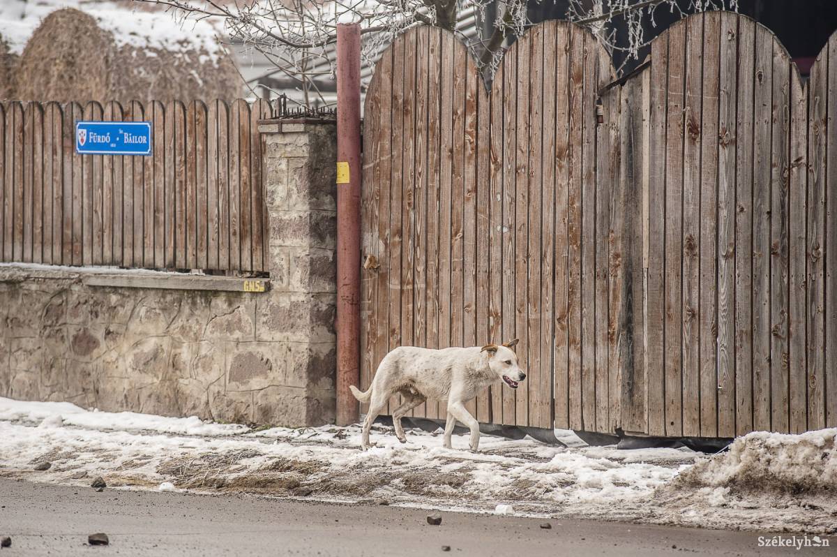 •  Fotó: Veres Nándor