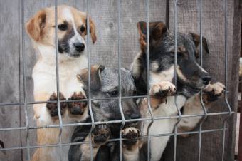 Kutyanevelés, örökbe adás külföldre – menhelyi praktikák a jobb életre