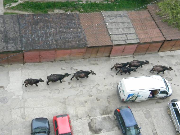 Gazdátlan bivalyok kószáltak Csíkszereda utcáin