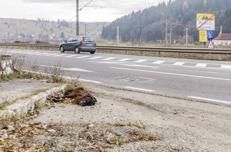 Kutyatetem a Csíkszereda bejáratánál – a lakót zavarja csak?