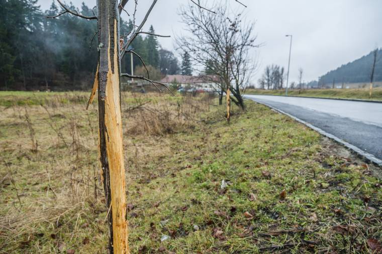 Kecskék rághatták le a hársfák kérgét