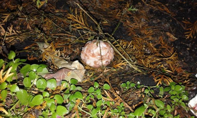 Gyógyszer volt a mérgezettnek vélt húsgombócokban