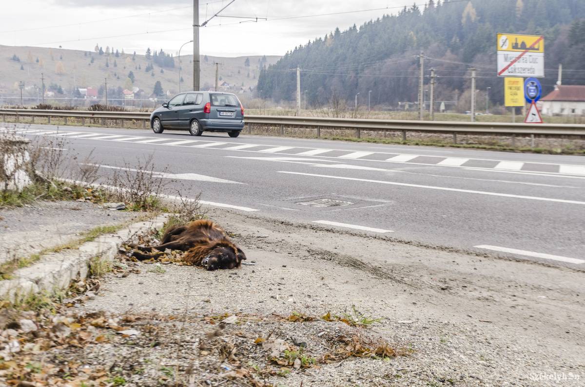 • Fotó: Gecse Noémi