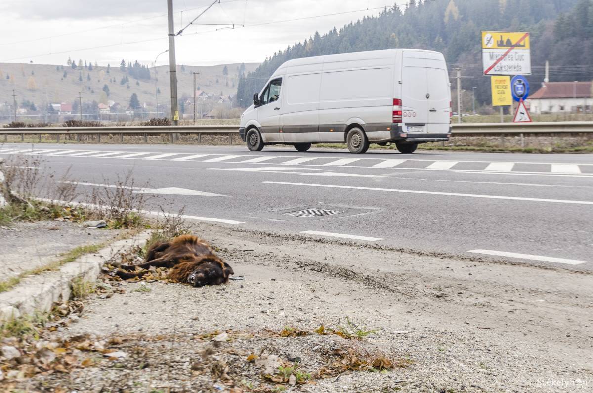Elpusztult kutya Csíkszereda határában. Nem olcsó az elszállítása. Archív •  Fotó: Gecse Noémi
